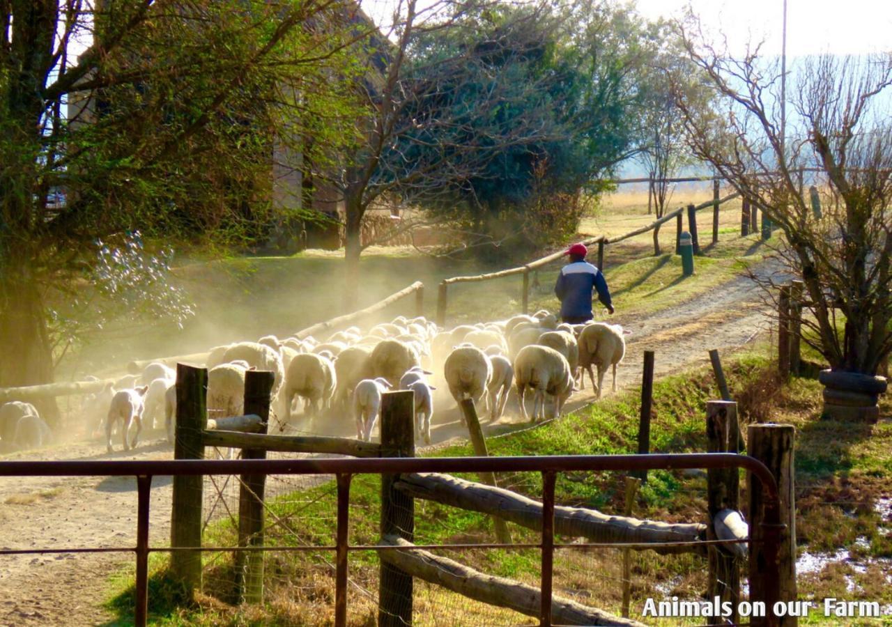 Ardmore Guest Farm Champagne Valley Exterior foto